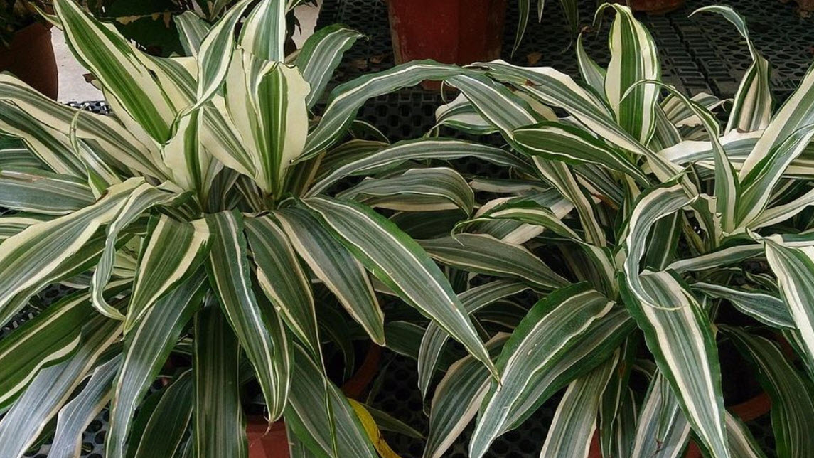 Dracaena deremensis 'Warneckii' - Warneckii Dracaena | PlantMaster