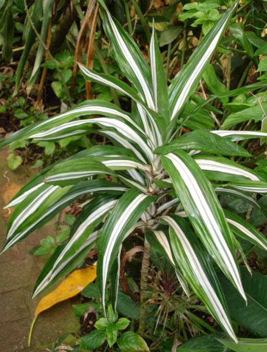 Dracaena deremensis 'Warneckii' - Warneckii Dracaena | PlantMaster