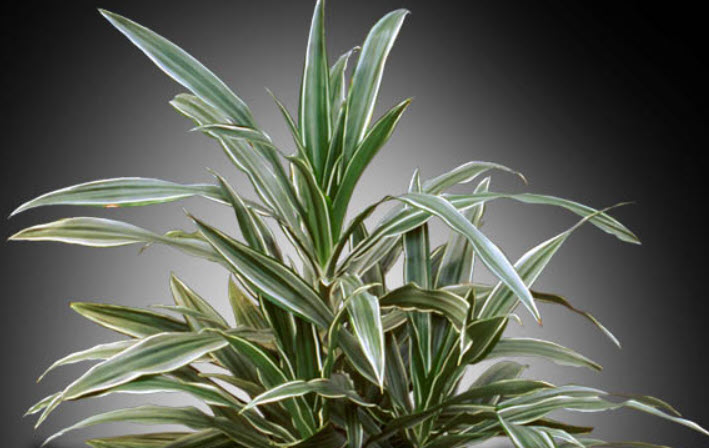 dracaena deremensis bausei United Nursery 10 in. Dracaena Warneckii Plant in Grower Pot