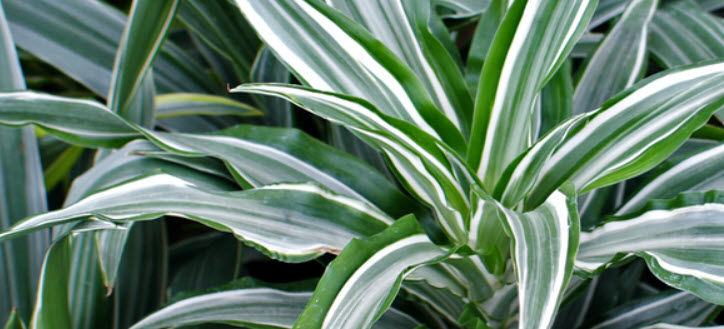 Dracaena deremensis 'Warneckii' - Warneckii Dracaena | PlantMaster