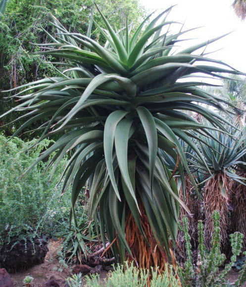 palm plants near me Parlor Palm