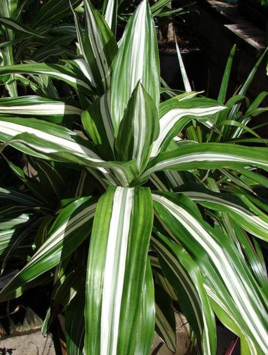 Dracaena deremensis 'Warneckii' - Warneckii Dracaena | PlantMaster