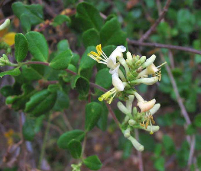 Lonicera subspicata denudata - San Diego Honeysuckle | PlantMaster