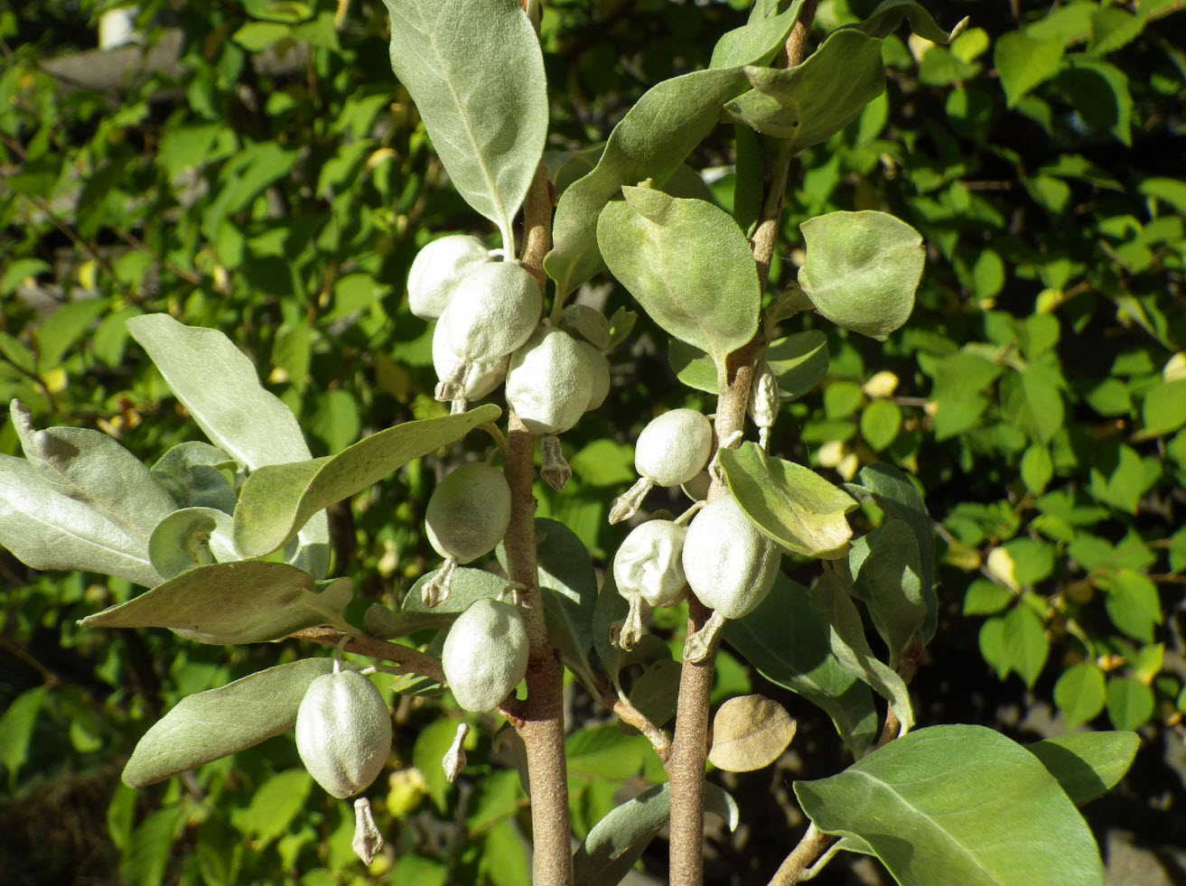 Elaeagnus commutata - Silverberry | PlantMaster