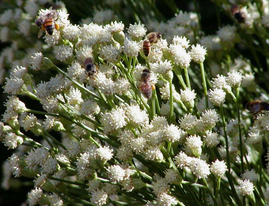 Baccharis salicifolia - Mulefat | PlantMaster