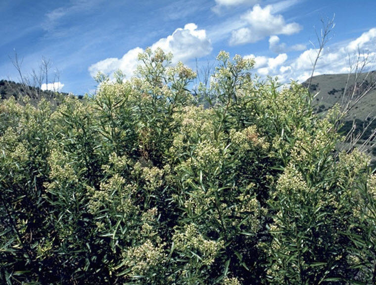 Baccharis salicifolia - Mulefat | PlantMaster