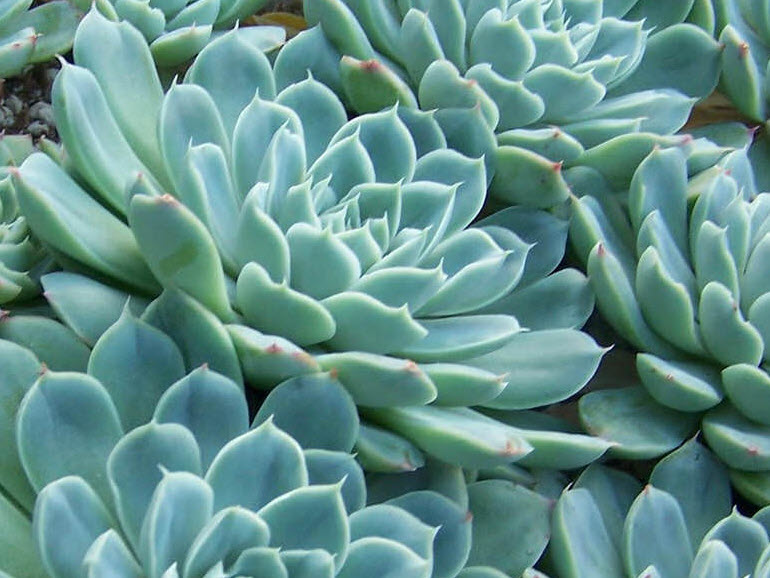 Echeveria elegans - Mexican Hens and Chicks | PlantMaster