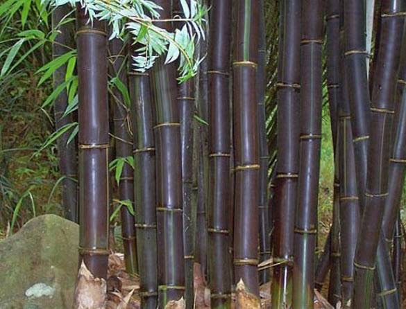 Bambusa lako - Timor Black Bamboo | PlantMaster