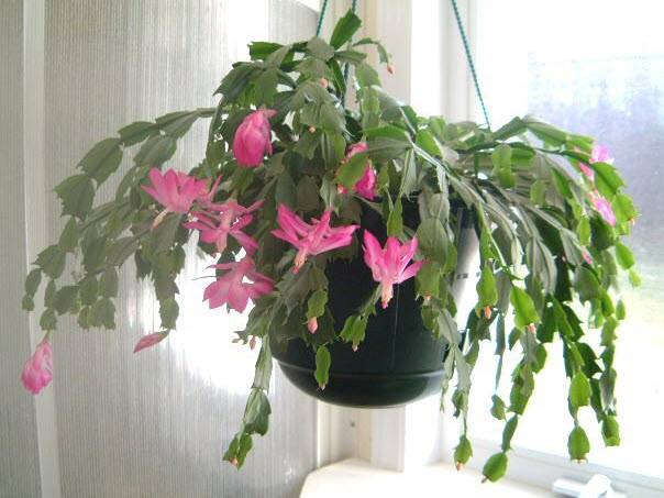 Schlumbergera bridgesii - Christmas cactus | PlantMaster