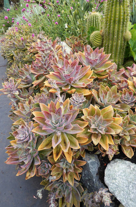 succulent kiwi Buy Aeonium 'Kiwi' Succulent