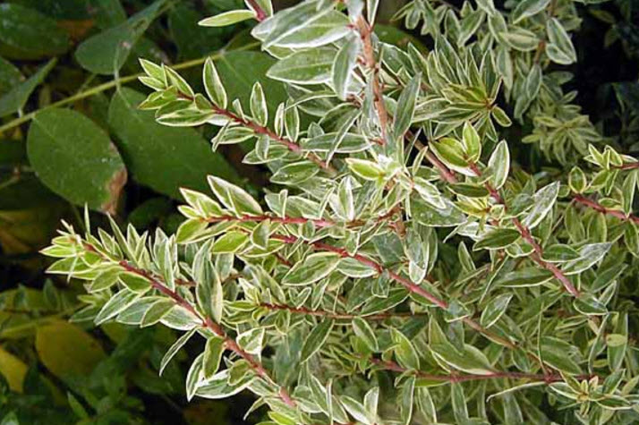 Myrtus communis 'Variegata' - Varigated Myrtle | PlantMaster