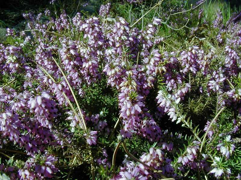 Erica carnea - Winter heath | PlantMaster
