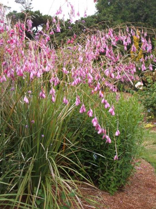 Dierama pulcherrimum - Angel's Fishing Rod | PlantMaster