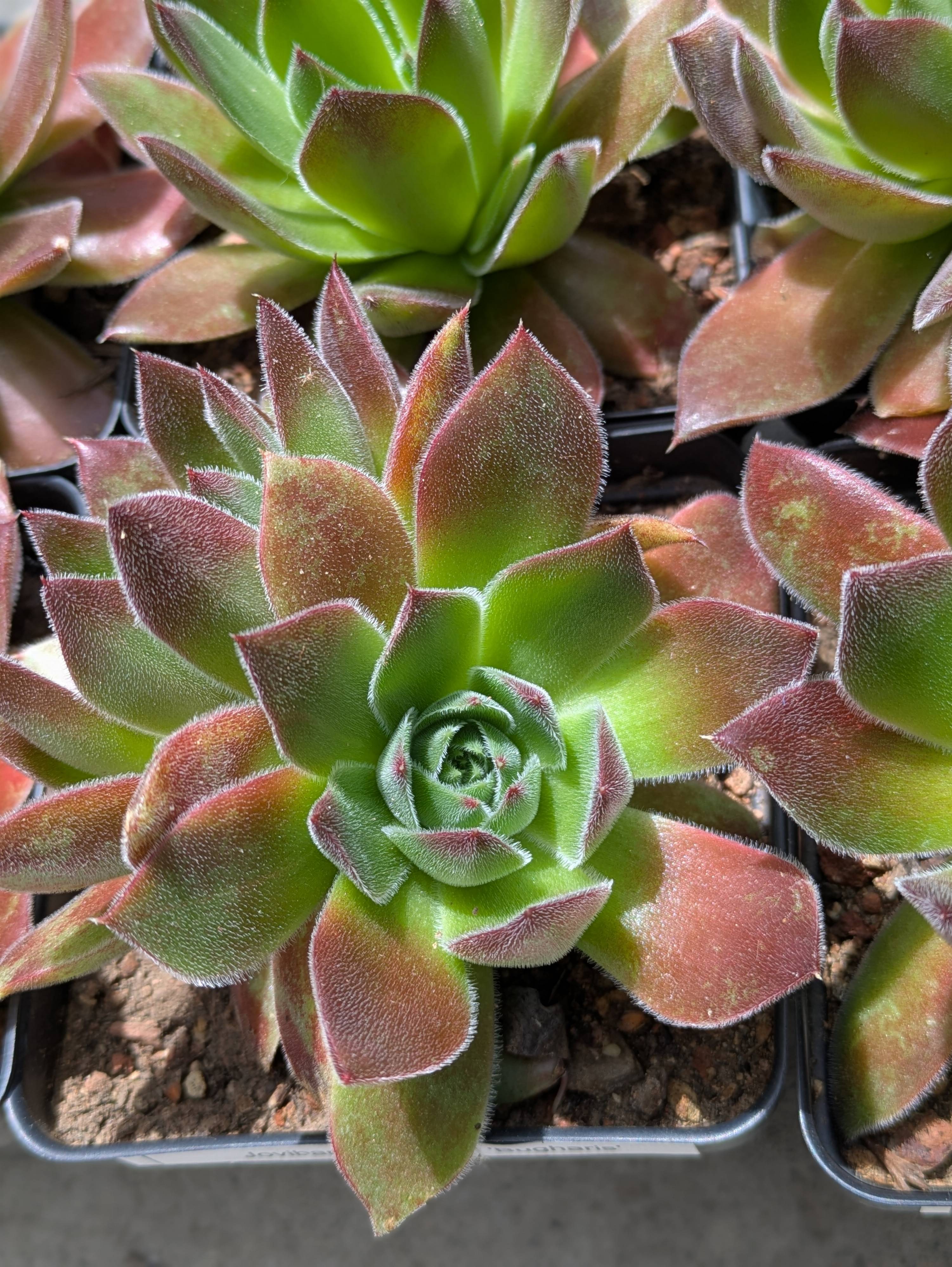 Jovibarba heuffelii 'Bulgaris' - Sempervivum 'Bulgaris' | PlantMaster