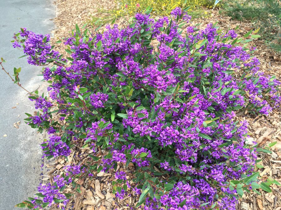 Hardenbergia violacea 'Mini Ha-Ha' - Lilac Vine | PlantMaster