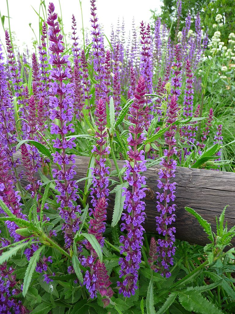 Salvia nemorosa 'Salvatore Blue' - Woodland Sage | PlantMaster