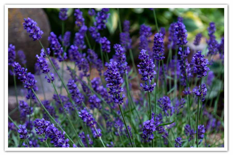 champion plants Hebe 'Champion' main image 1