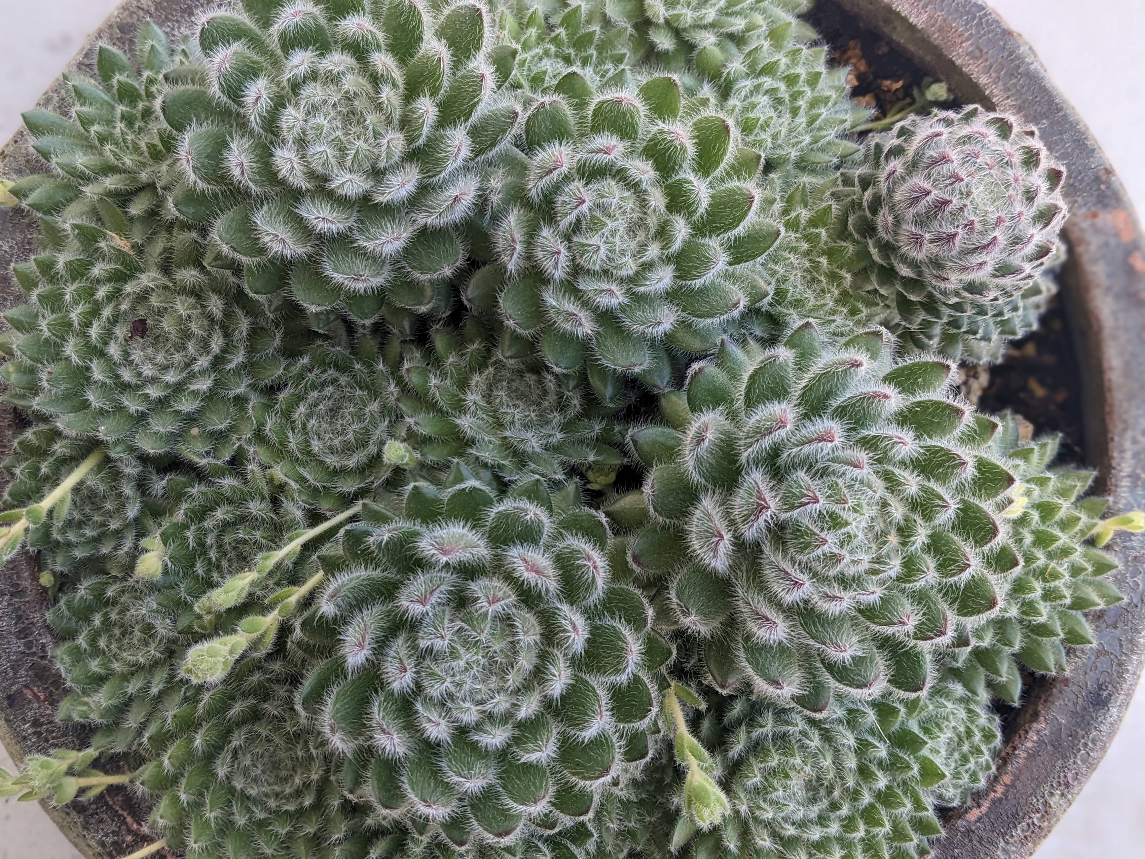 Sempervivum borisii - Teneriffe Houseleek | PlantMaster