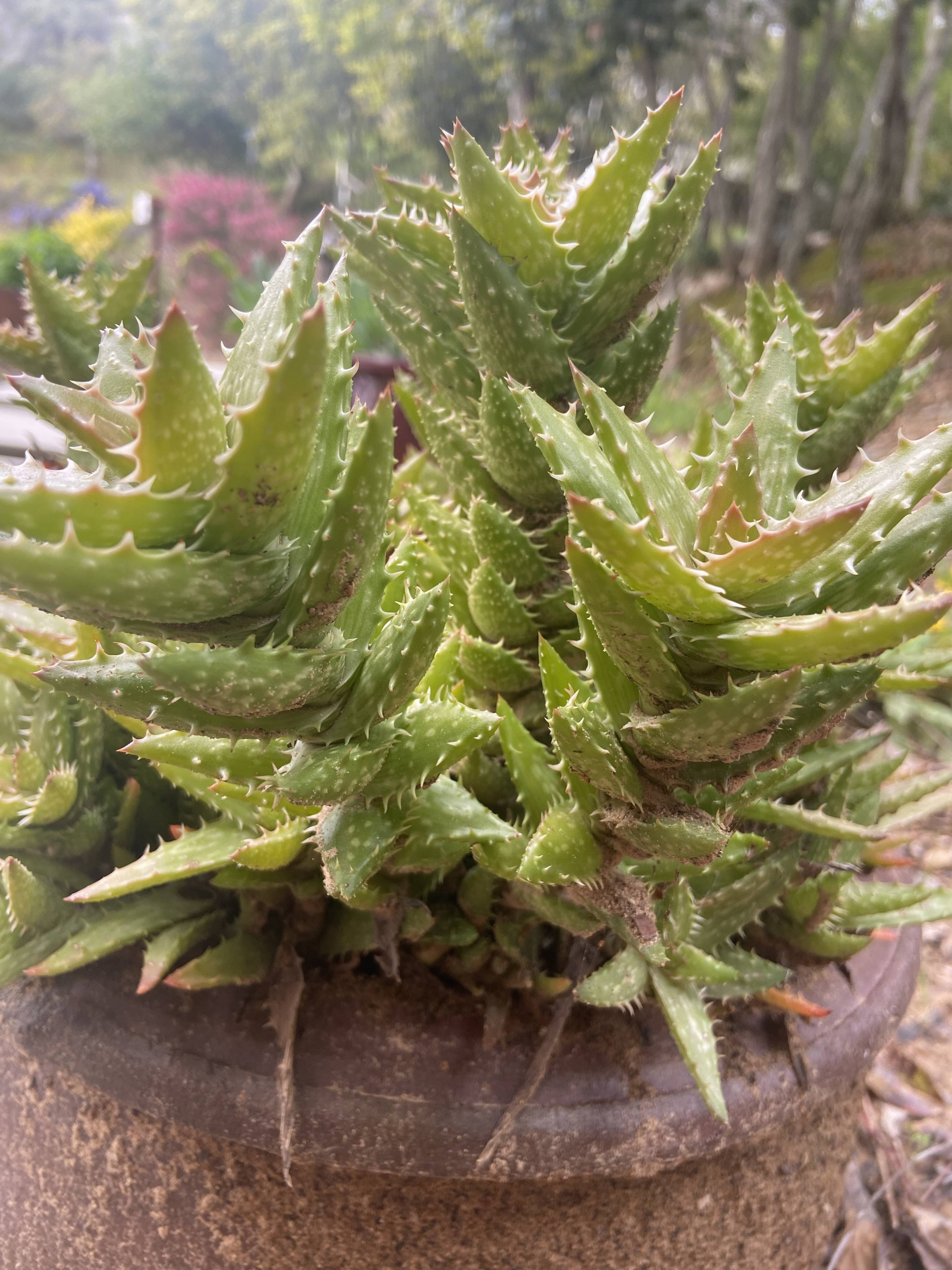 Aloe juvenna - Tiger tooth aloe | PlantMaster