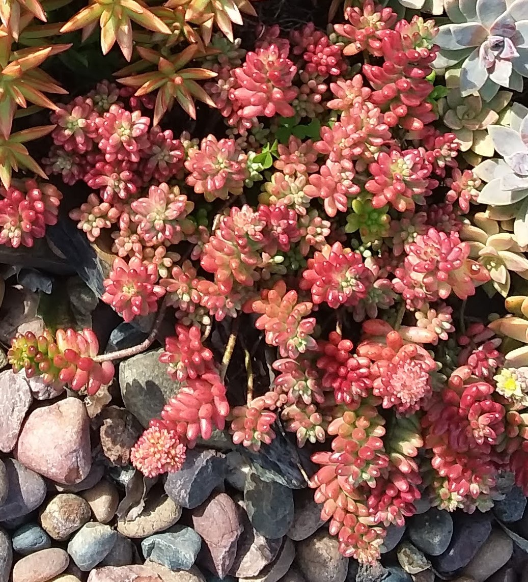 potted succulents Assorted Mini Succulent Collection – Classy Casita main image 1