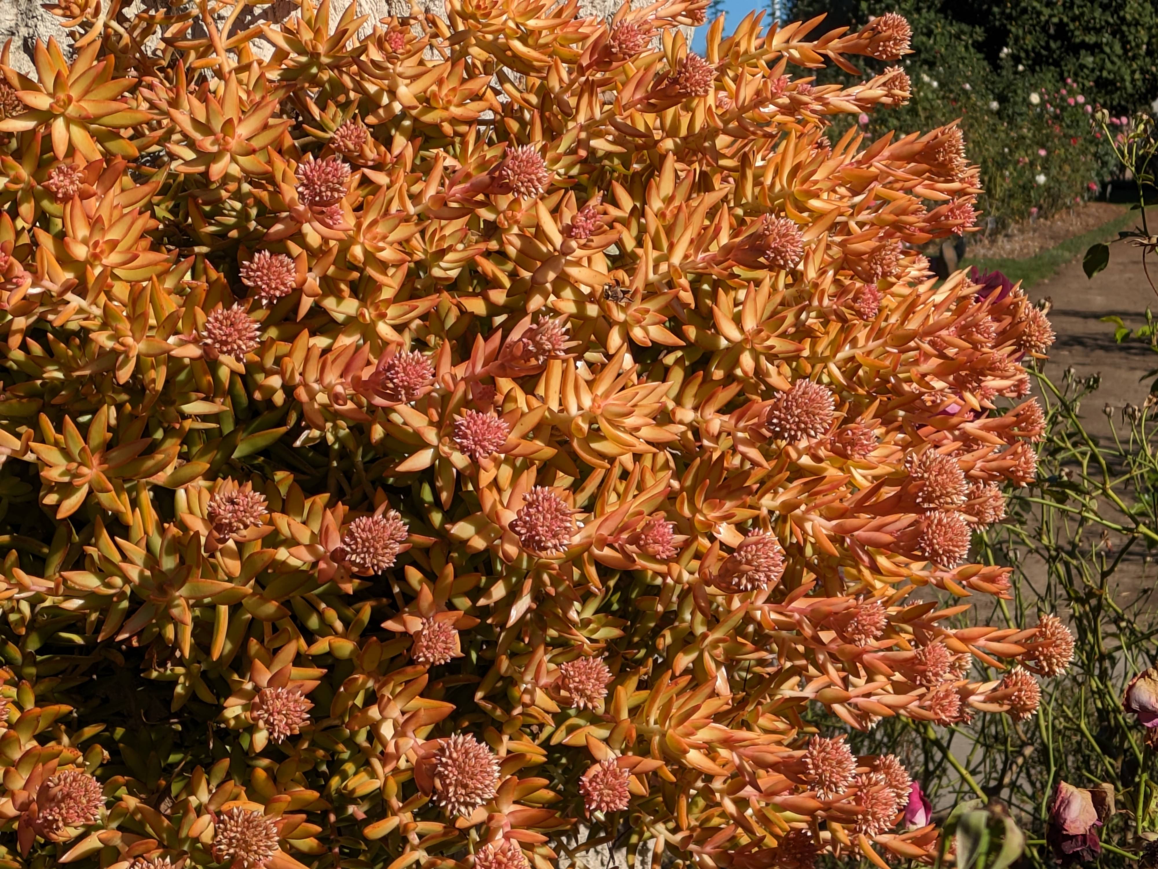 succulent sticks Sticks-On-Fire  Colourful, Drought-Tolerant Succulent