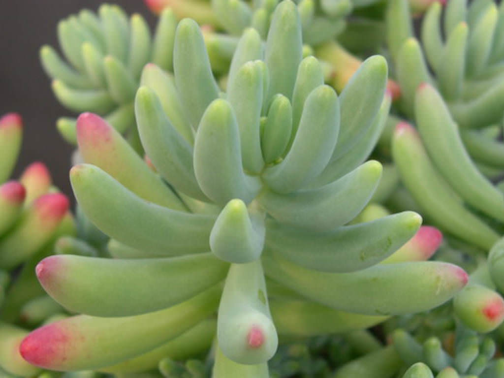 Sedum pachyphyllum - Jelly Beans | PlantMaster