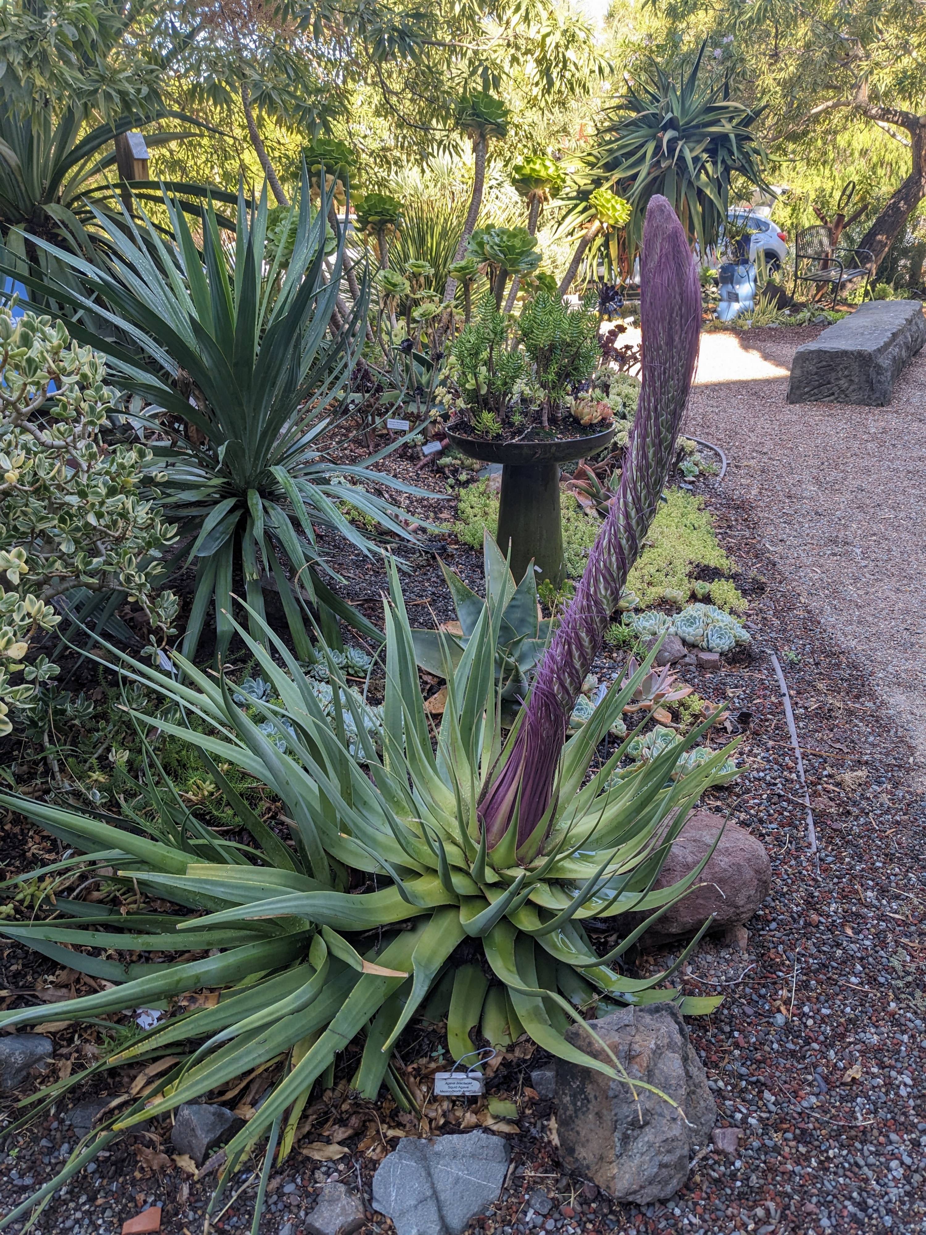 Agave bracteosa - Candelabrum Agave, Spider Agave | PlantMaster