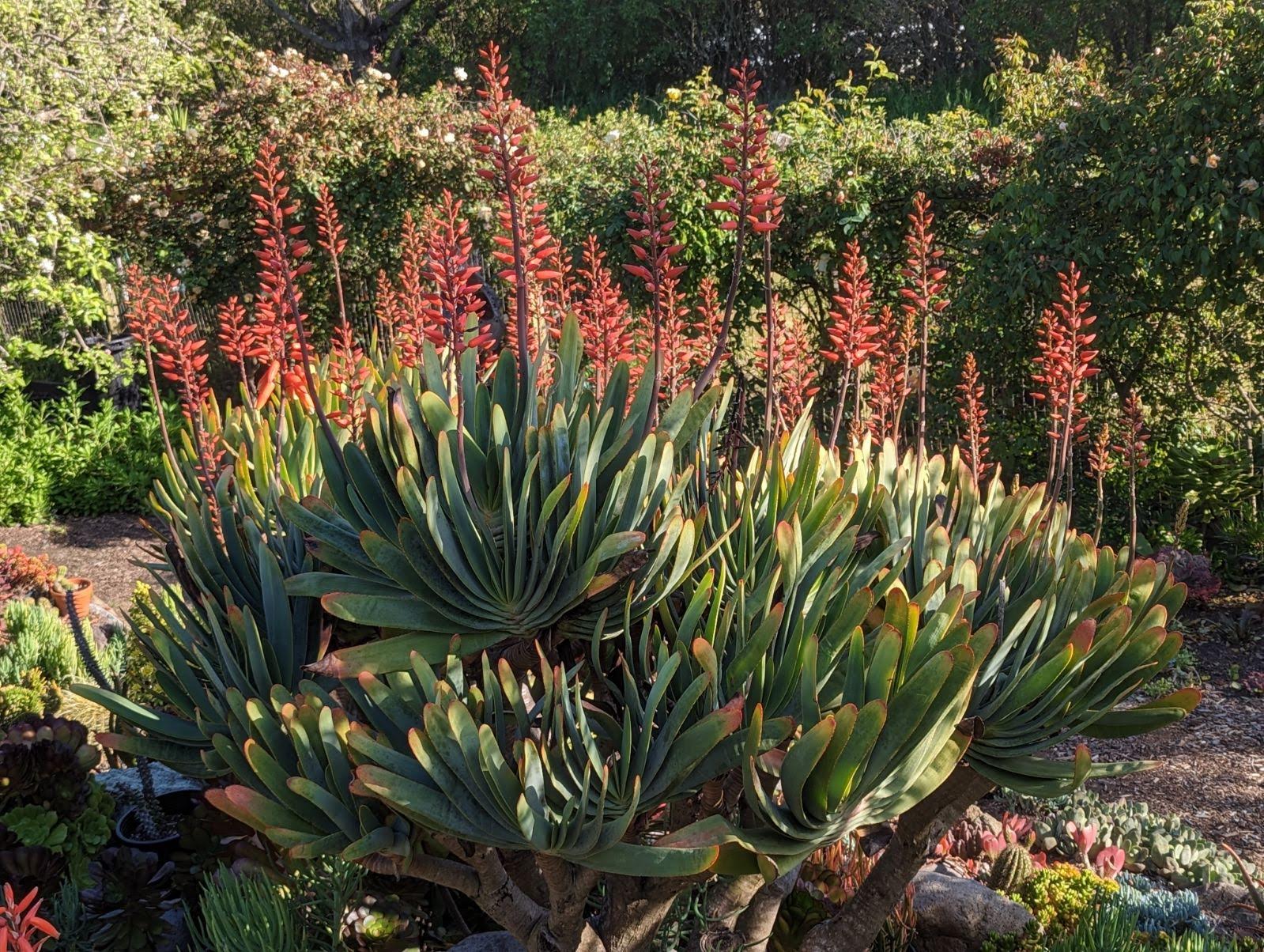 Kumara plicatilis - Fan Aloe | PlantMaster