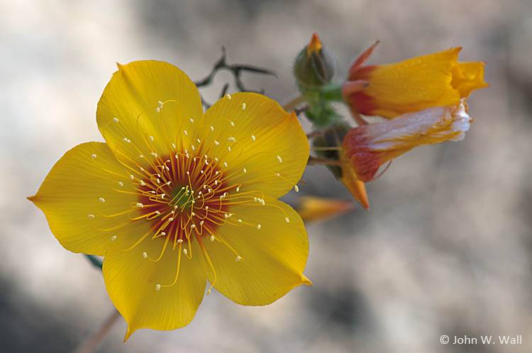 Mentzelia lindleyi - Lindley's Blazing Star | PlantMaster