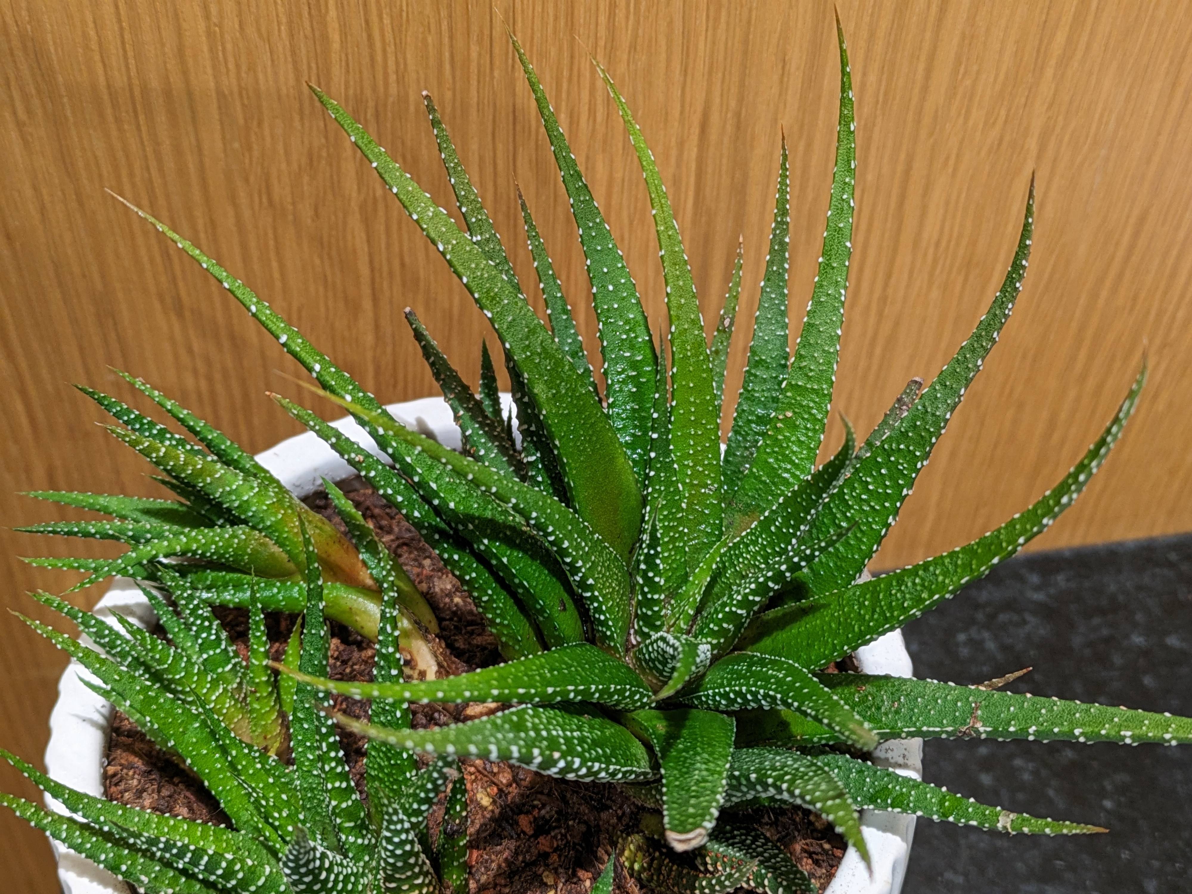 Haworthiopsis attenuata - Zebra plant | PlantMaster