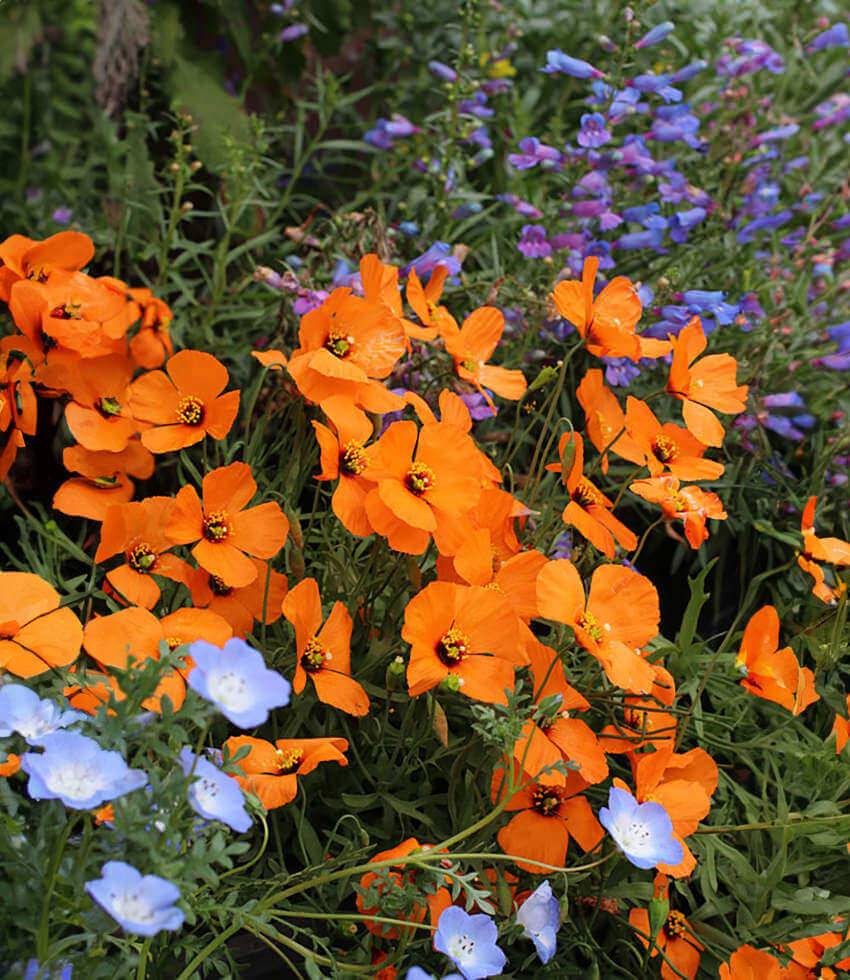 Papaver heterophyllum - Wind Poppy | PlantMaster