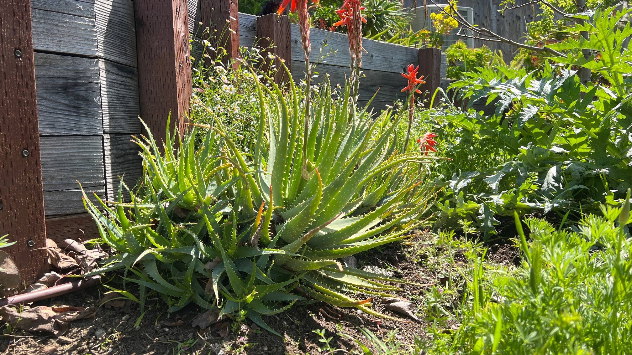 aloe vera klein Aloe Vera – Hey Rooted