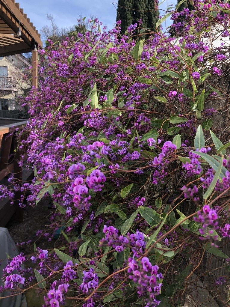 Hardenbergia violacea - Purple Lilac Vine | PlantMaster