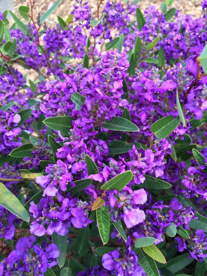Hardenbergia violacea 'Mini Ha-Ha' - Lilac Vine | PlantMaster