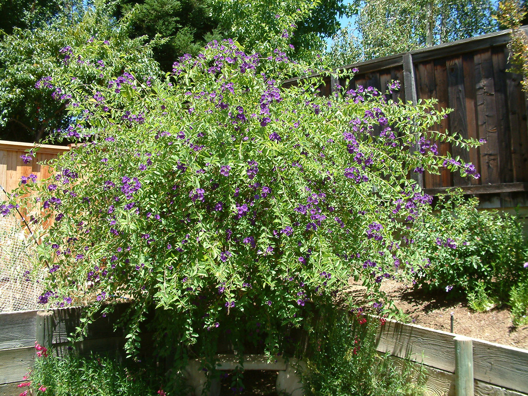 Lycianthes rantonnetii Blue Potato Bush Potato Tree Paraguay