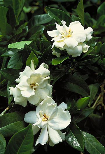 Gardenia Augusta (G. Florida) Vannucci Piante - Arbusto Sempreverde, Fiori Profumati, Da Esterno - Foto 4