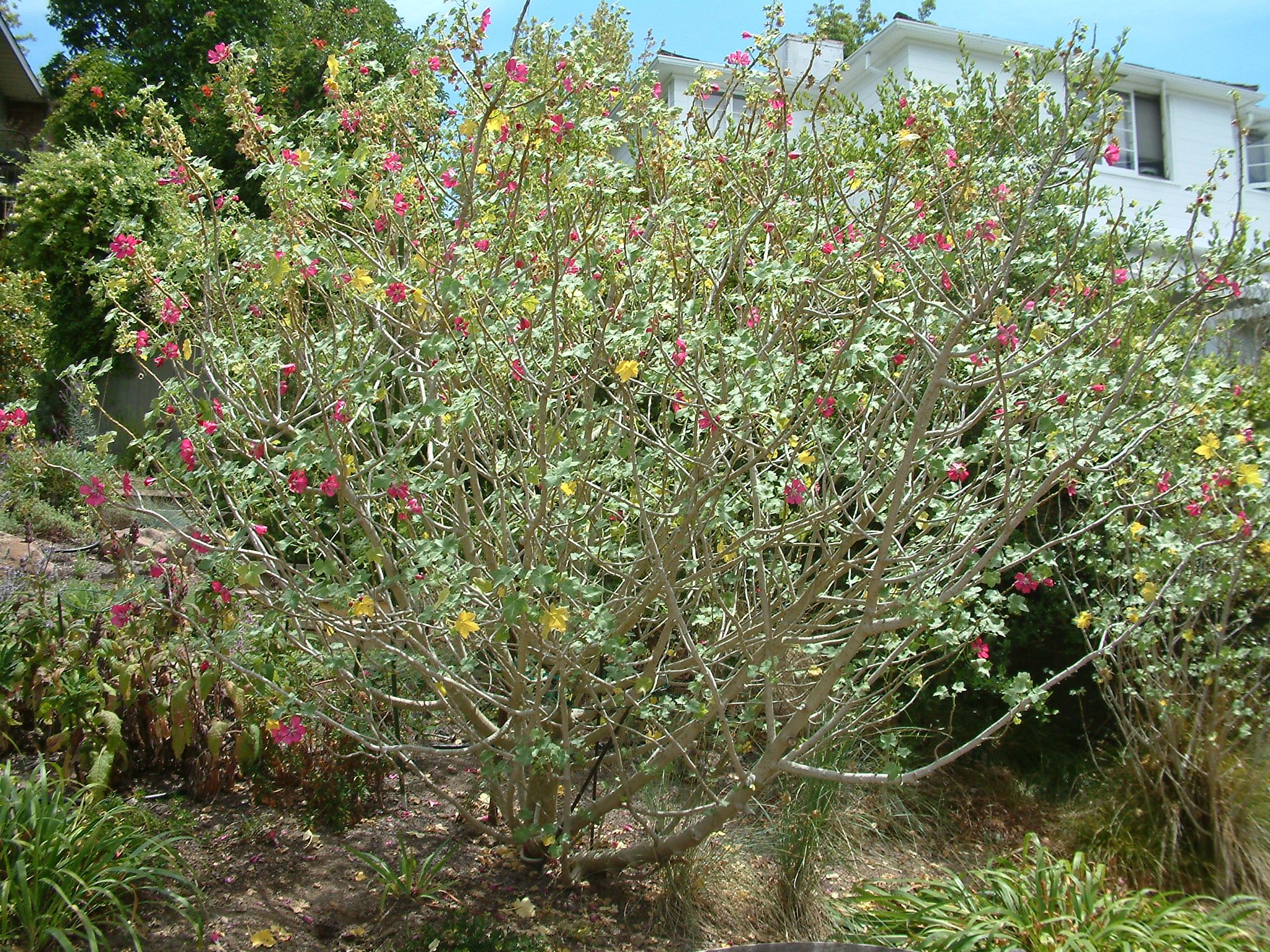 Hibiscus moscheutos - Perennial Hibiscus | PlantMaster
