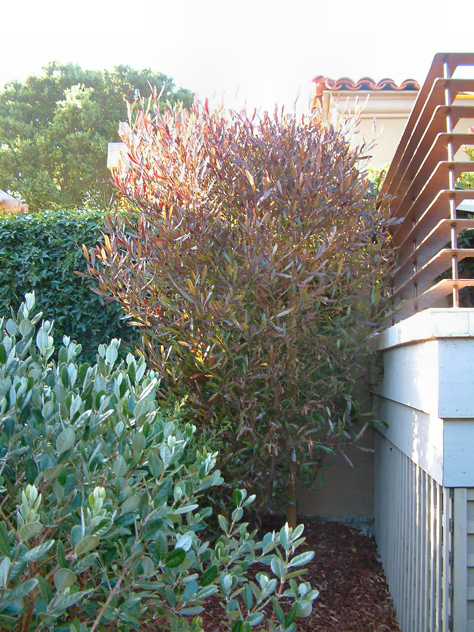 Dodonaea viscosa 'Purpurea' - Purple Hopseed Bush | PlantMaster