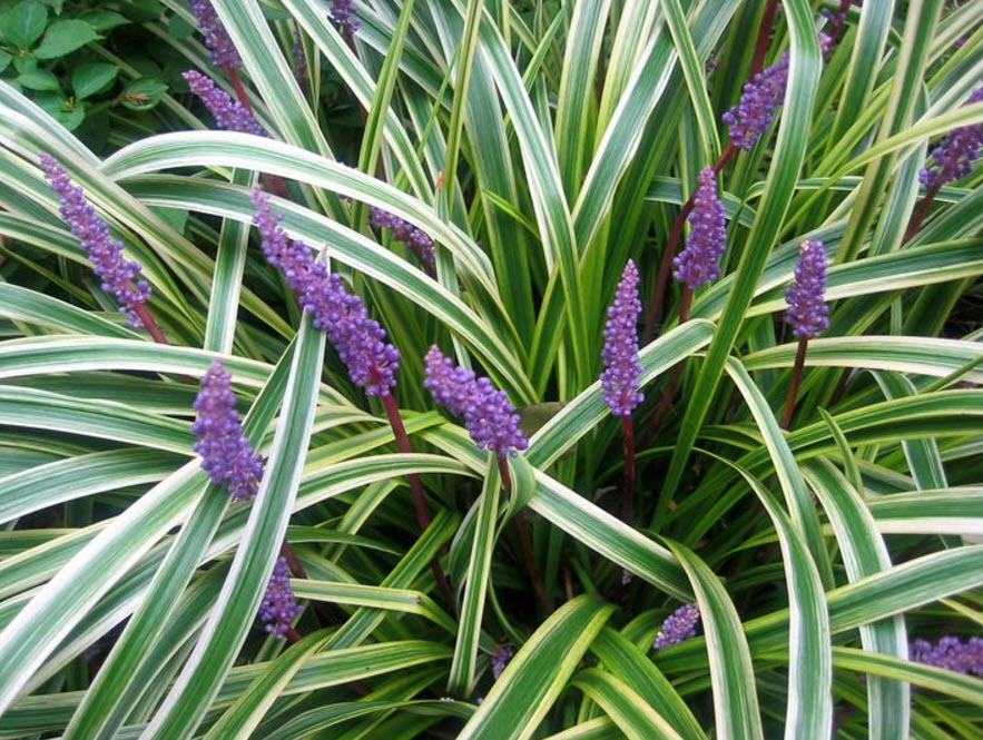 Liriope muscari 'Silvery Sunproof' - Variegated Lily Turf