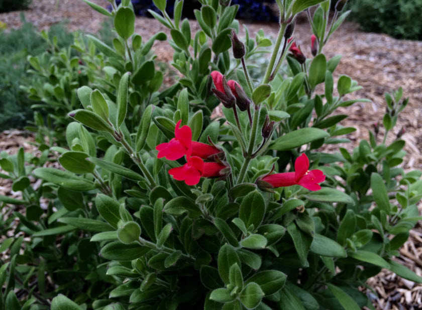 Galvezia speciosa ' Fire Cracker - Bush Snapdragon | PlantMaster
