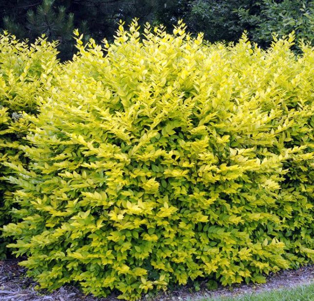 Ligustrum ovalifolium 'Aureum' - Golden Privet | PlantMaster