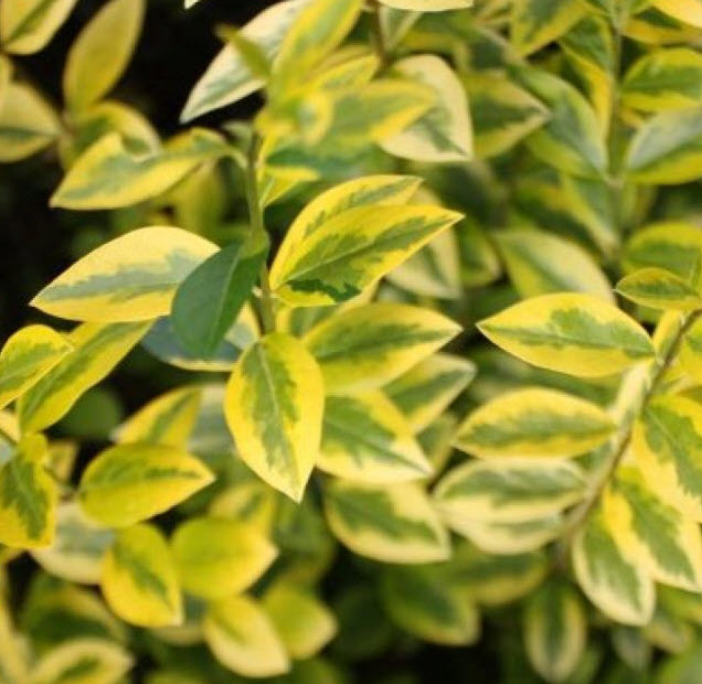 Ligustrum ovalifolium 'Aureum' - Golden Privet | PlantMaster