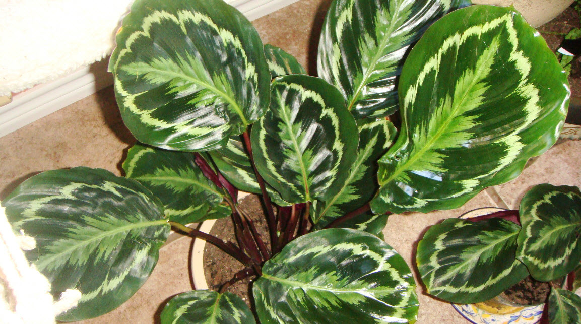 Calathea picturata - Peacock Plant | PlantMaster