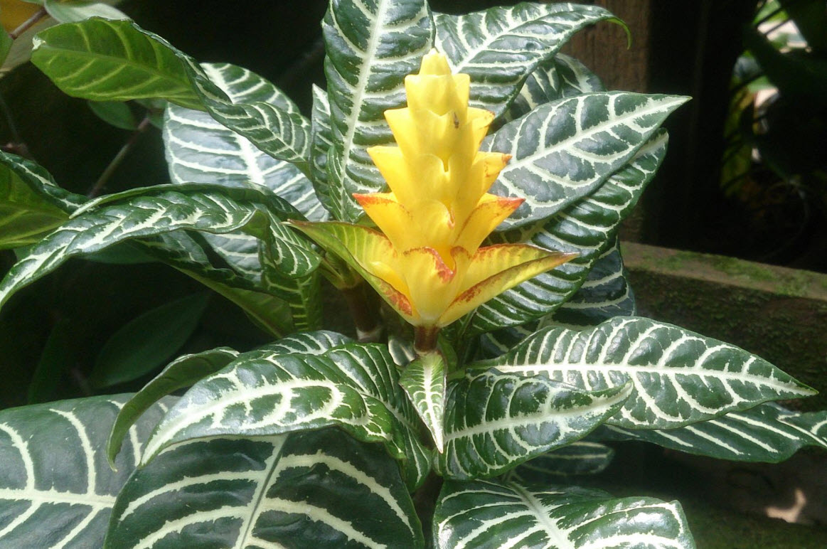 Aphelandra squarrosa - Zebra Plant | PlantMaster