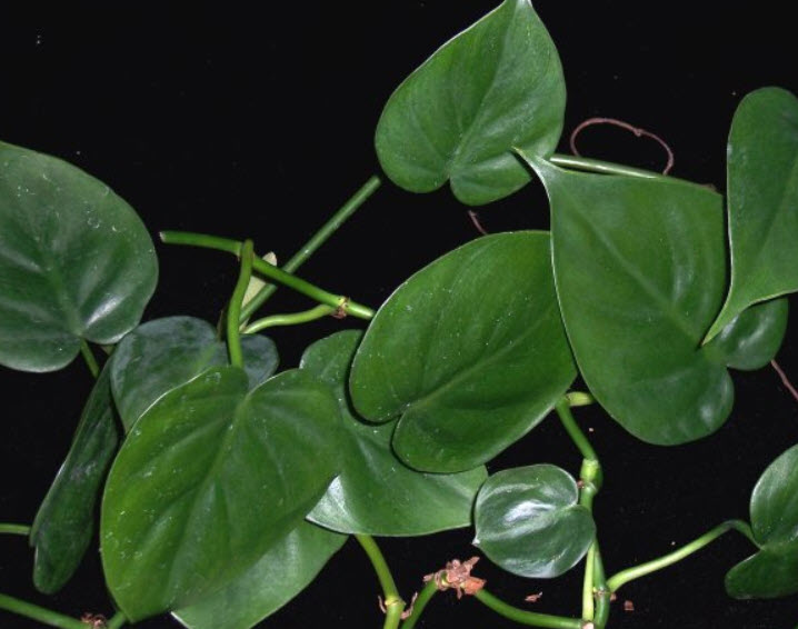 Philodendron hederaceum var hederaceum - Heart-Leaf Philodendron |  PlantMaster