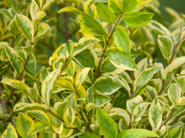 Ligustrum ovalifolium 'Aureum' - Golden Privet | PlantMaster