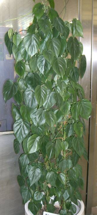 philodendron blattsteckling Philodendron roseocataphyllum — Ecuagenera Europe GmbH