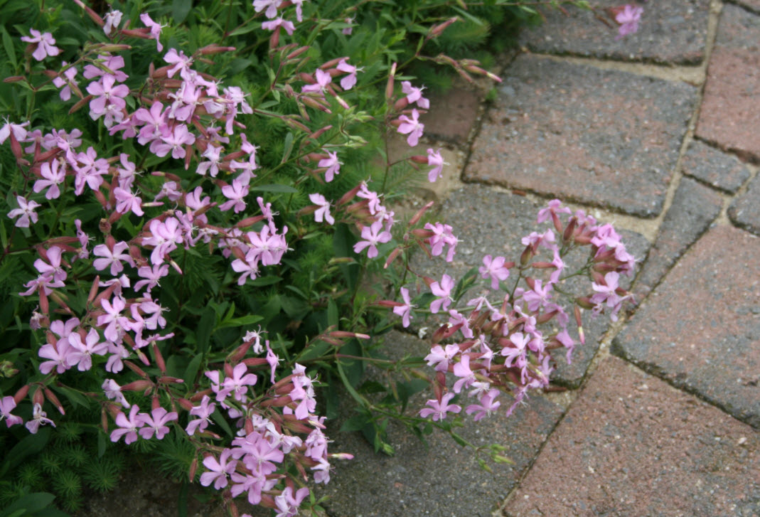 Saponaria x lempergii 'Max Frei' - Giant Flowered Soapwort