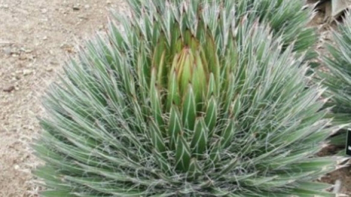 distilled agave Reppo' California Agave Spirit – Ventura Spirits main image 0