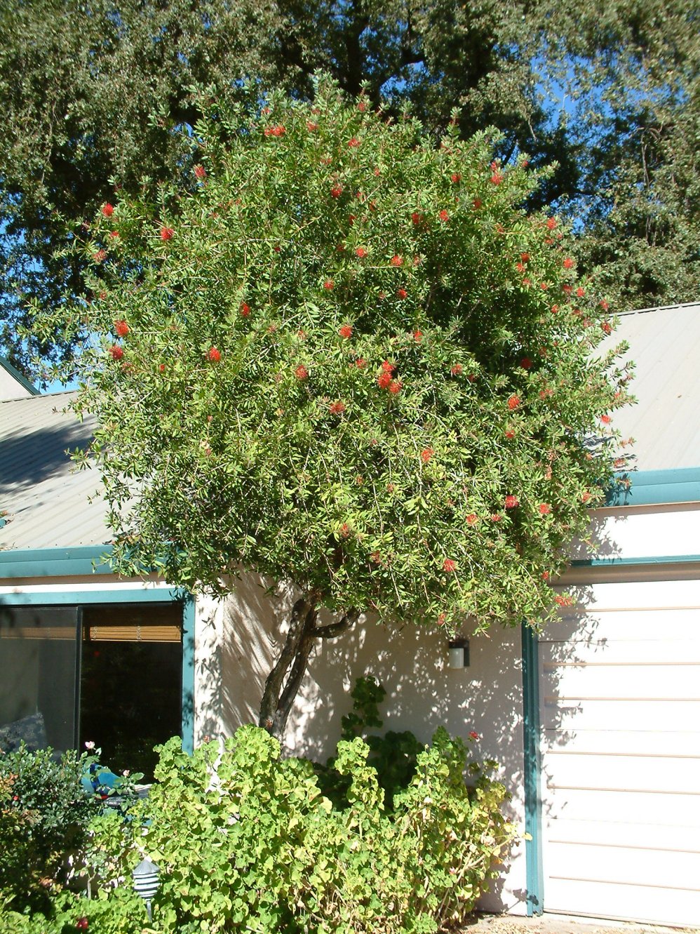 Bottle Brush Tree: Callistemons & Melaleucas - Epic Gardening